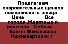 Предлагаем очаровательных щенков померанского шпица › Цена ­ 15 000 - Все города Животные и растения » Собаки   . Ханты-Мансийский,Нижневартовск г.